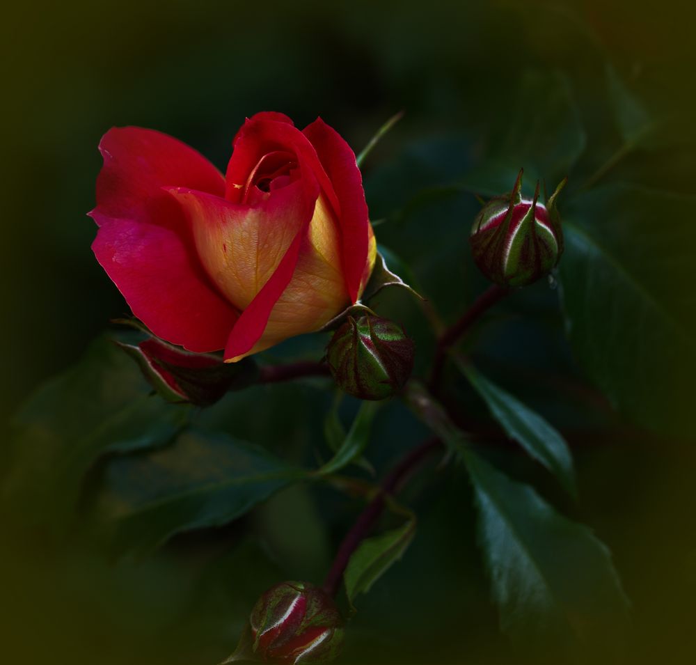 Rose in meinen Garten