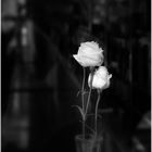 rose in mood color dark