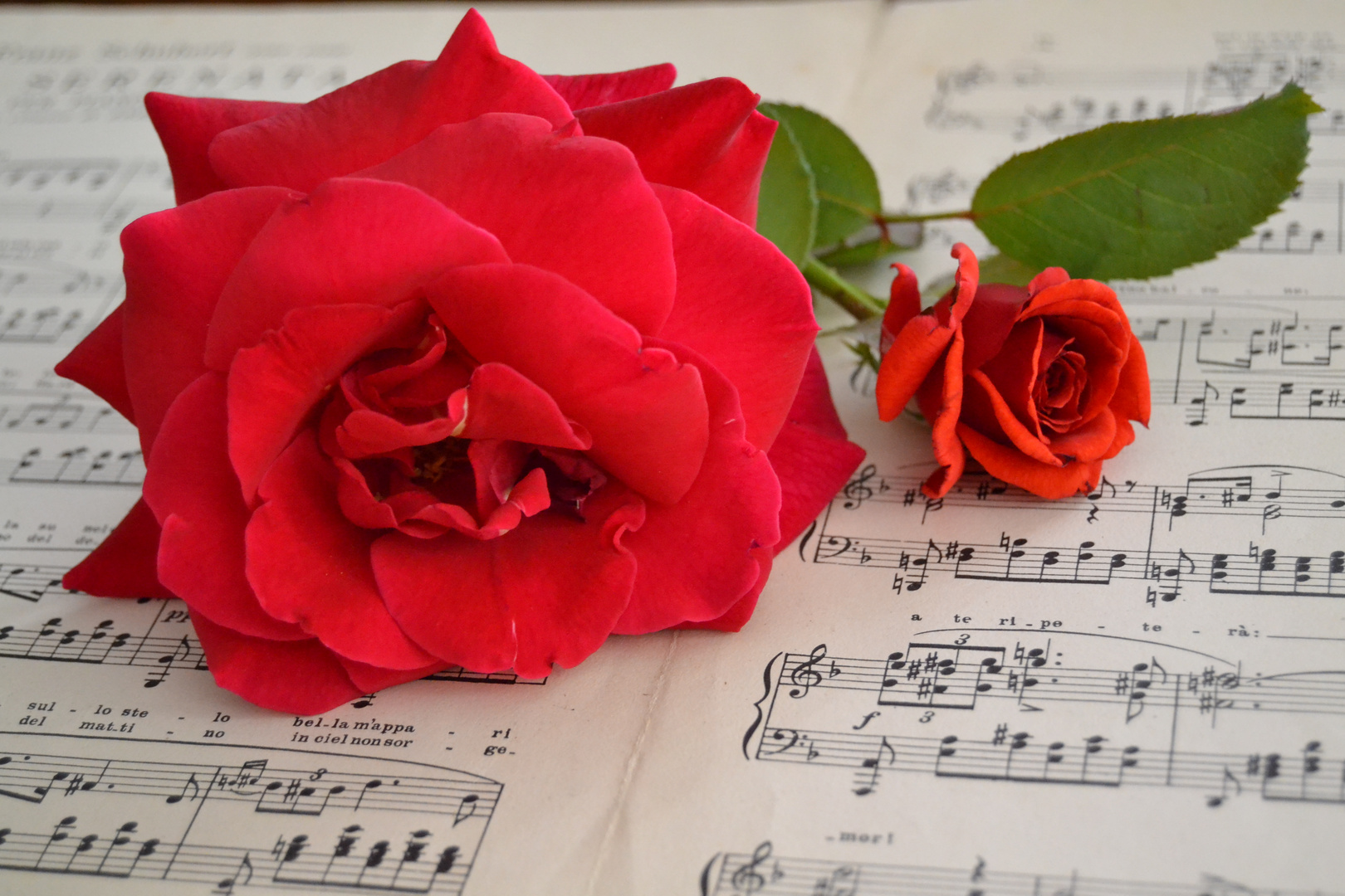 rose in musica