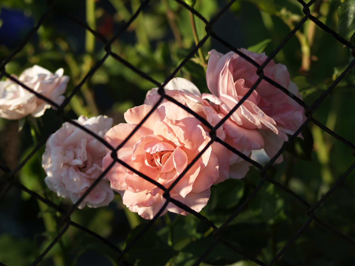 Rose in Mutti's Garten