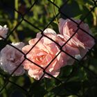 Rose in Mutti's Garten