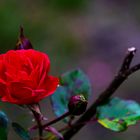 Rose in Nachbars Garten