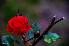 Rose in Nachbars Garten