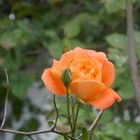 Rose in Orang