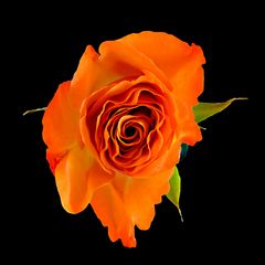 Rose in orange