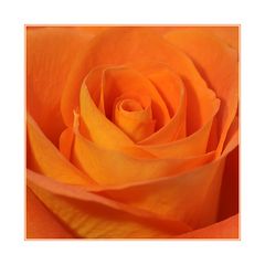 ~ Rose in Orange ~
