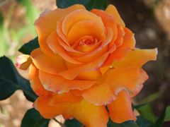 Rose in Orange