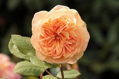 Rose in Orange