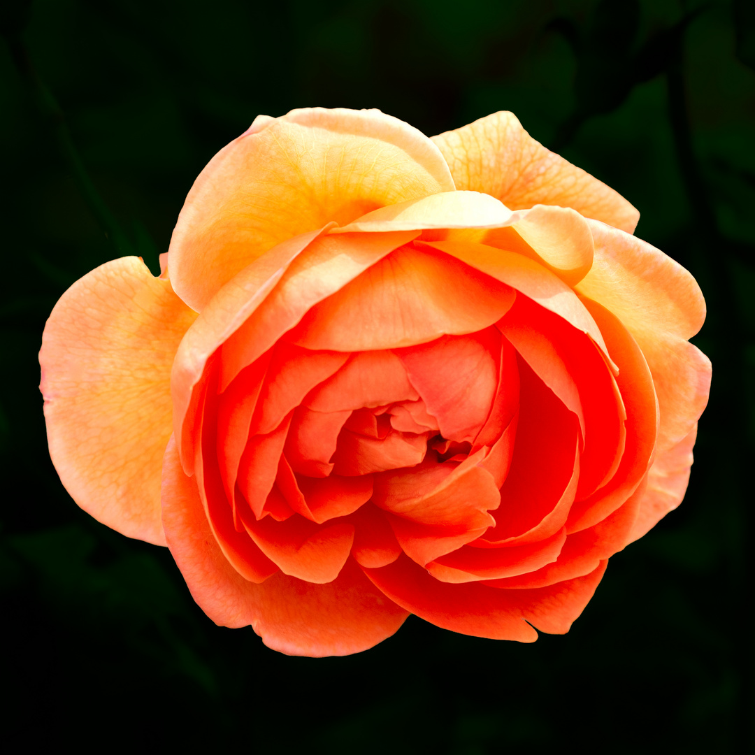 Rose in orange