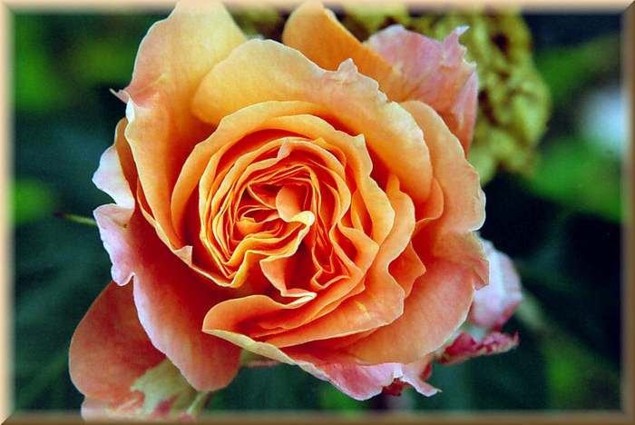 Rose in Orange...