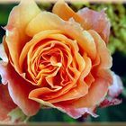 Rose in Orange...