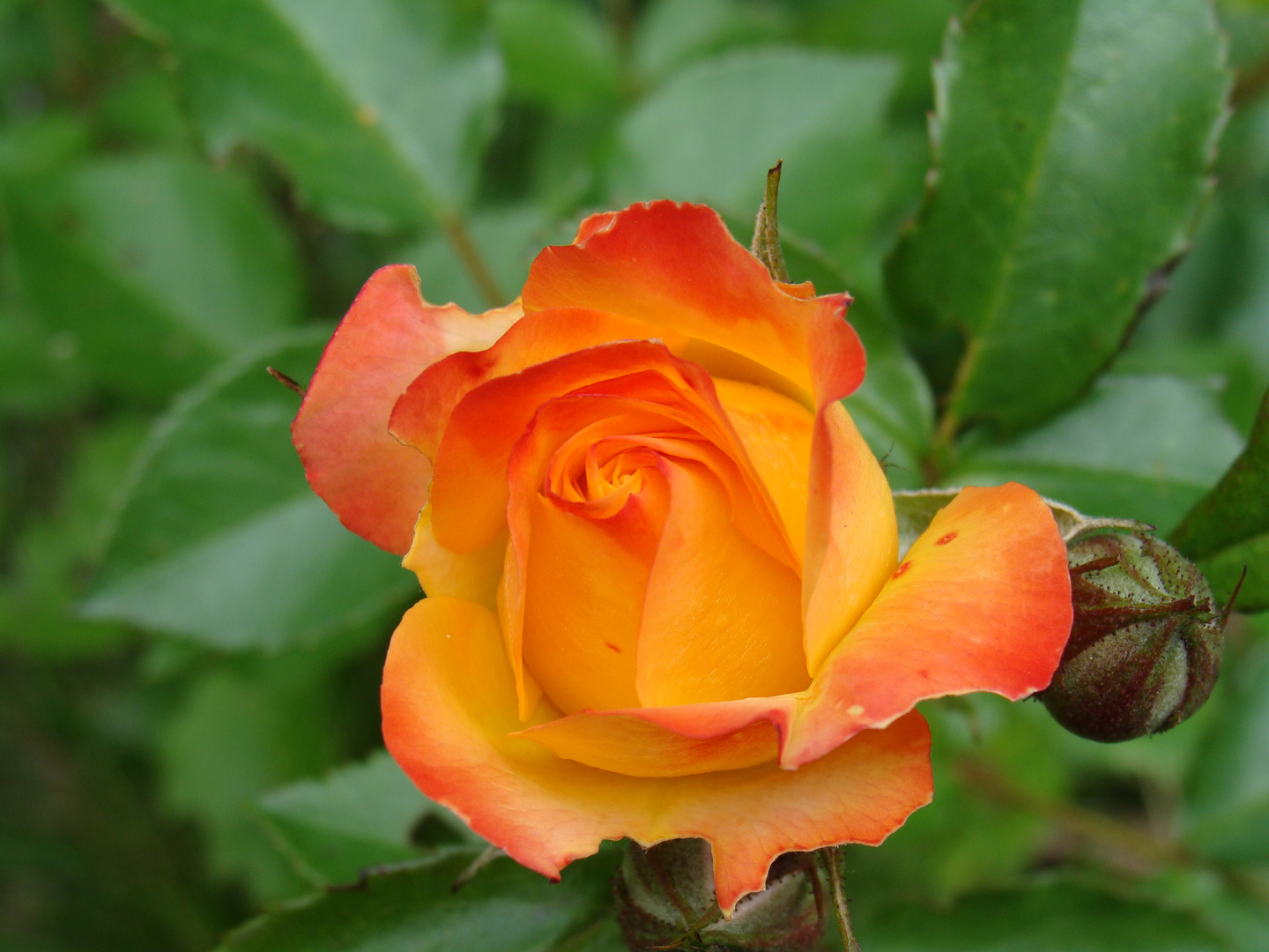 Rose in Orange