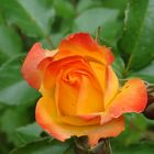 Rose in Orange