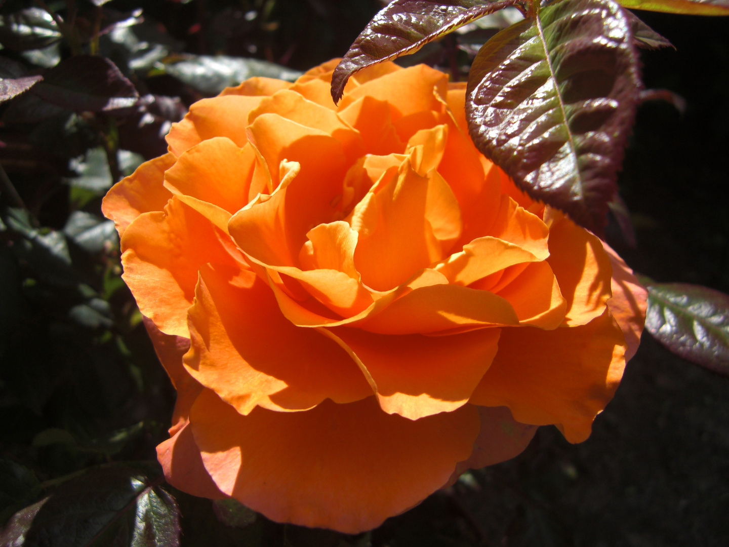 Rose in orange