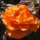 Rose in orange