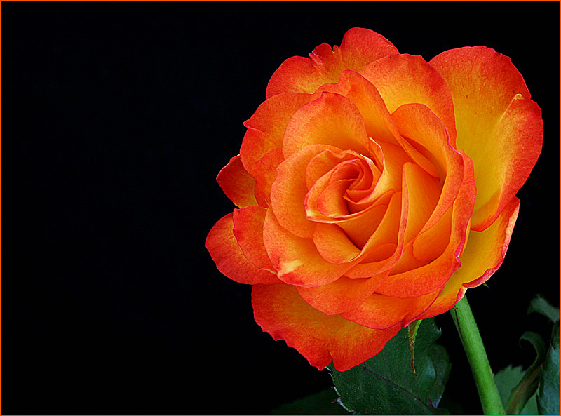 Rose in orange