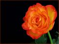 Rose in orange von Regina D-Tiedemann
