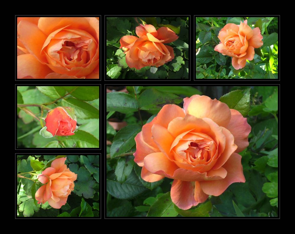 ...Rose in Orange...