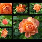 ...Rose in Orange...