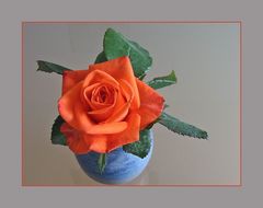 - Rose in orange -