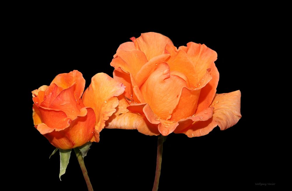 Rose in Orange 