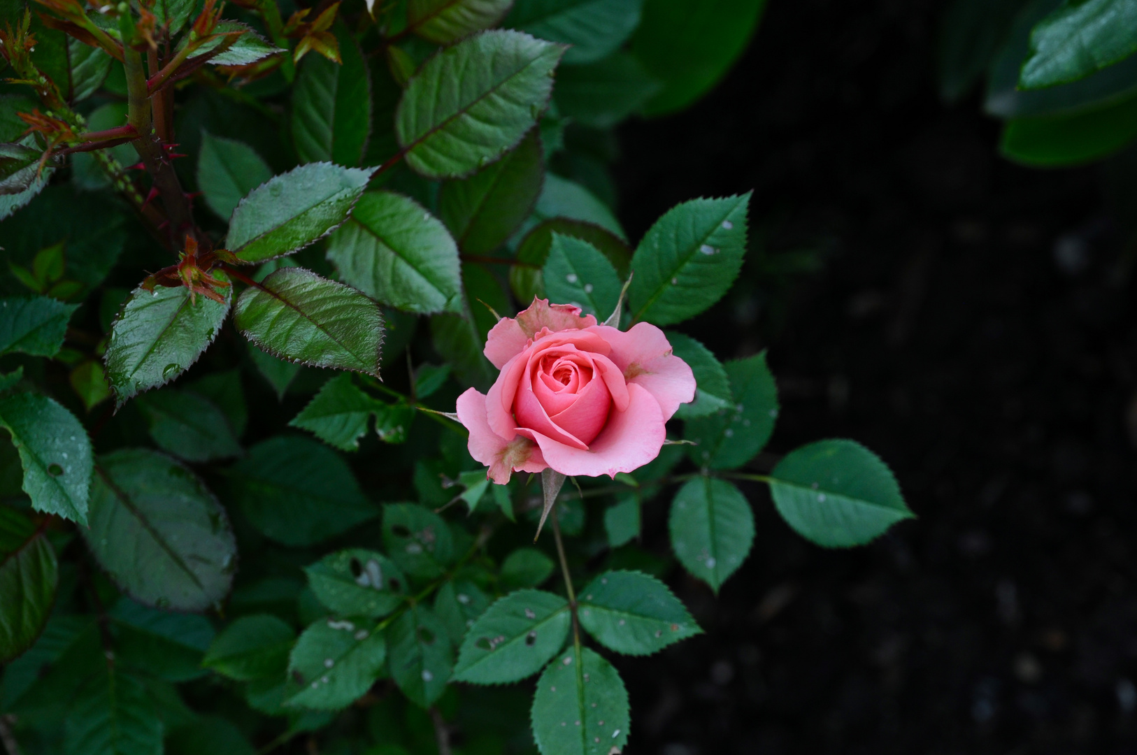 Rose in Pink