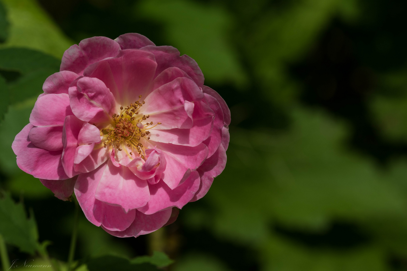 Rose in pink