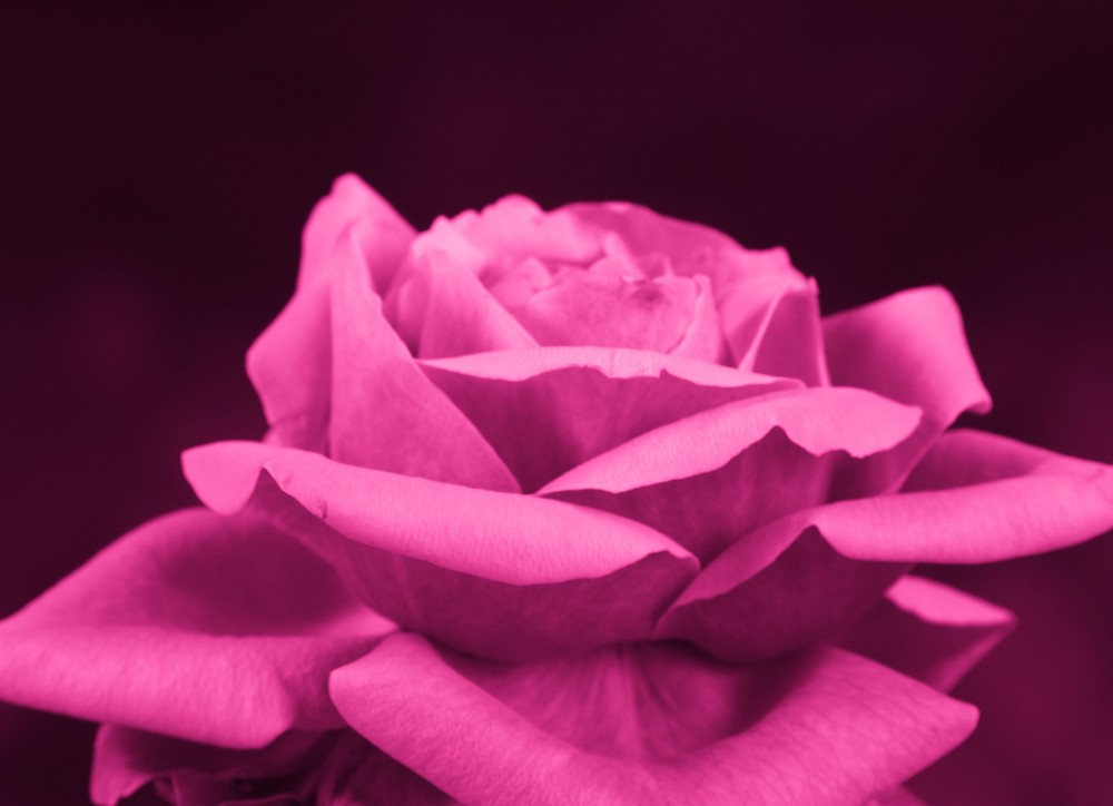 [ Rose in Pink... ]