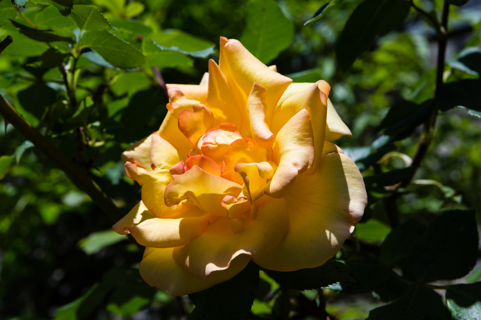 Rose in Romainmôtier