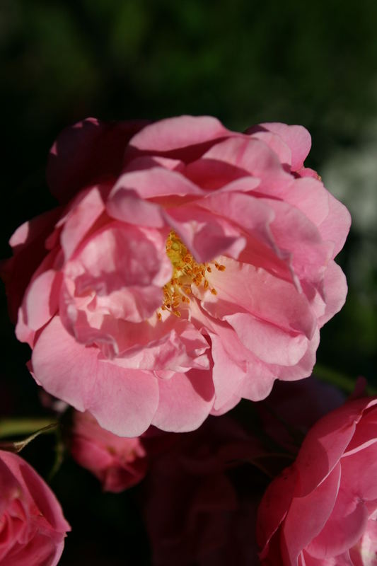 Rose in Rosa