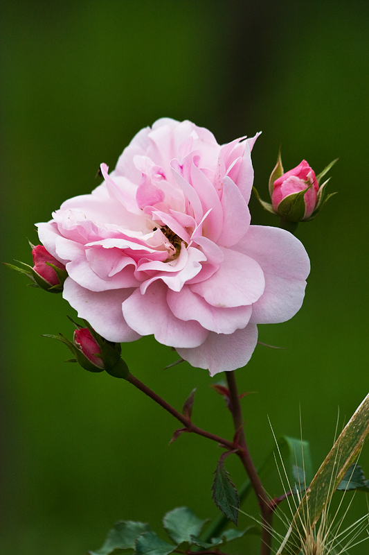 Rose in rosé