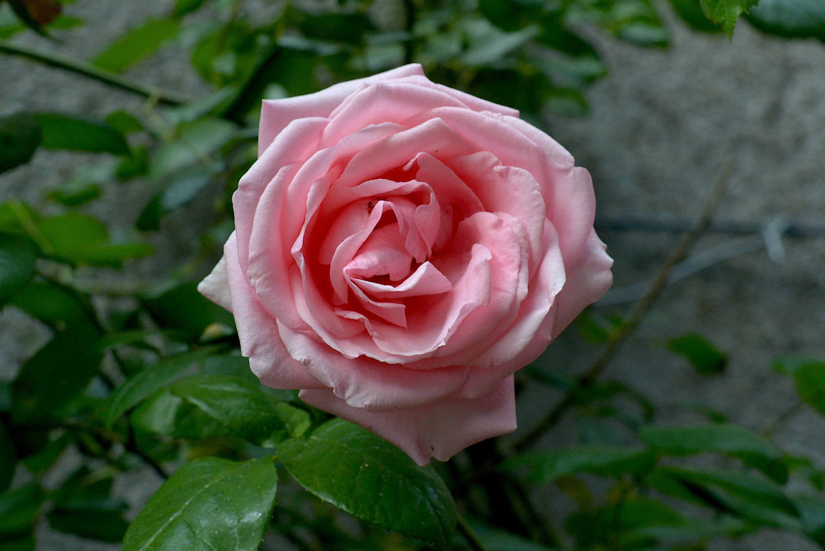 rose in rose an der wand IMG_6074