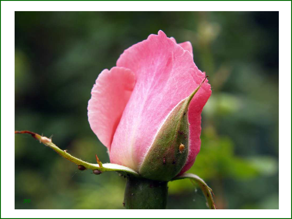 Rose in rosé