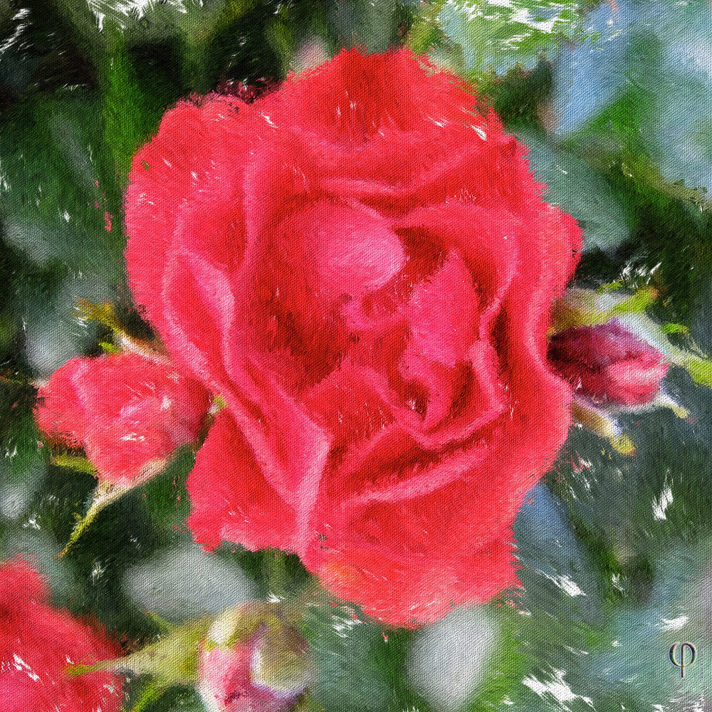 Rose in Rot