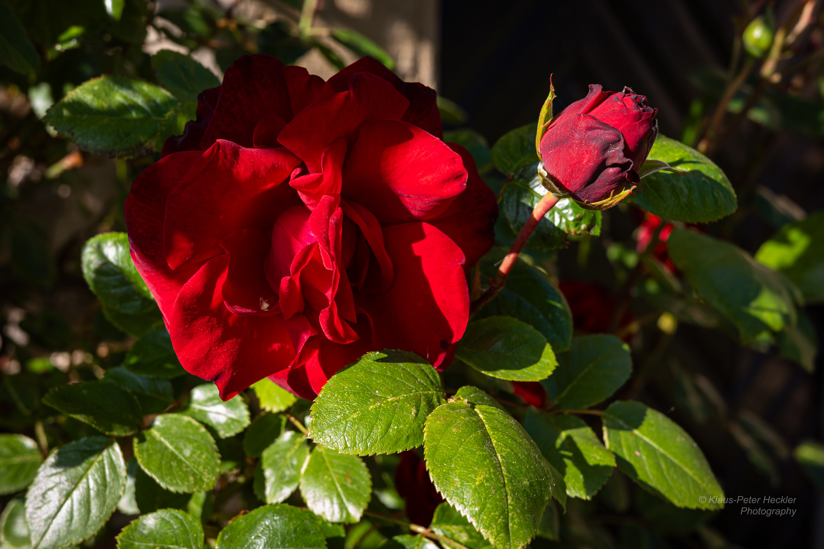 Rose in Rot 