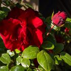 Rose in Rot 