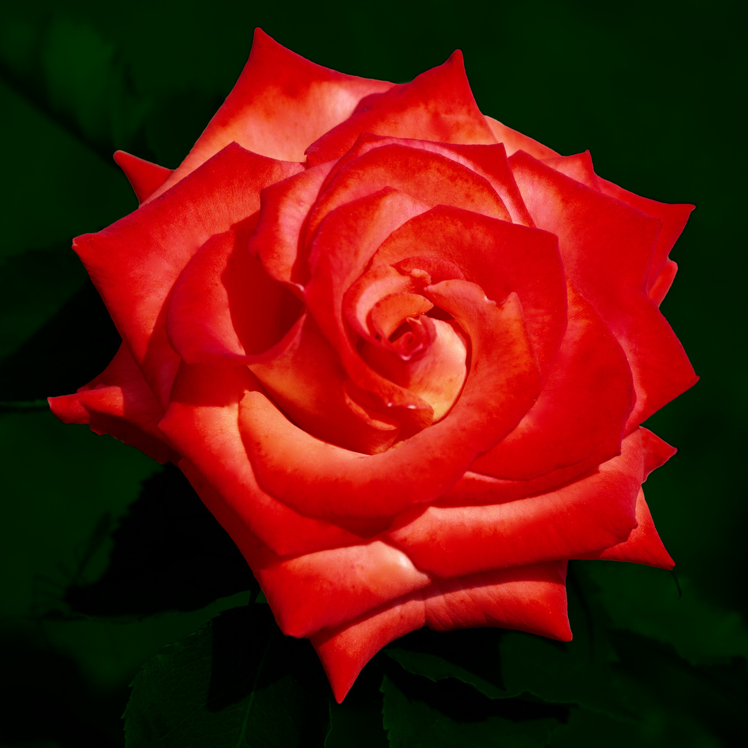 Rose in rot