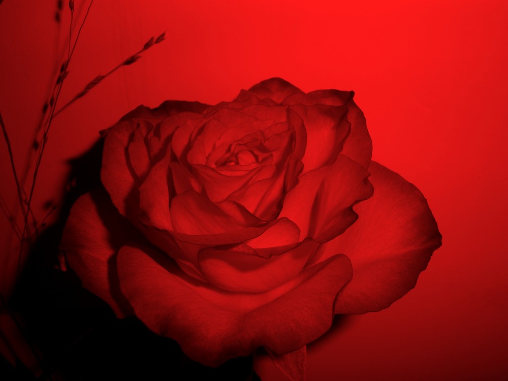 Rose in Rot