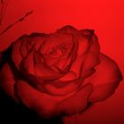 Rose in Rot