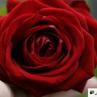 Rose in Rot