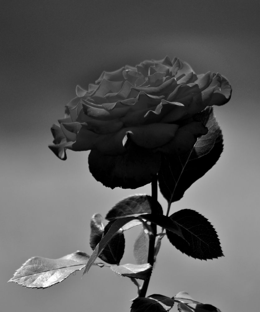 Rose in Schwarz