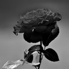 Rose in Schwarz