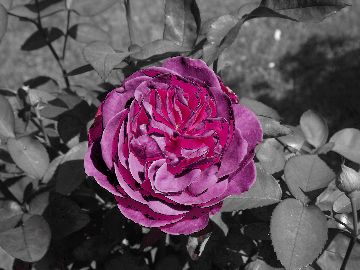 Rose in Schwarz