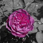 Rose in Schwarz