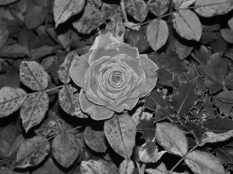 Rose in Schwarz-Weiss