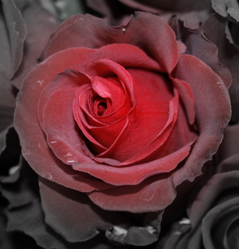 Rose in schwarz/rot