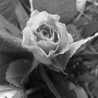 Rose in schwarz/weiß