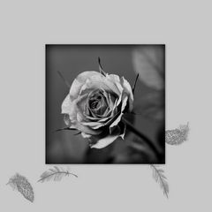 Rose in schwarz/weiß