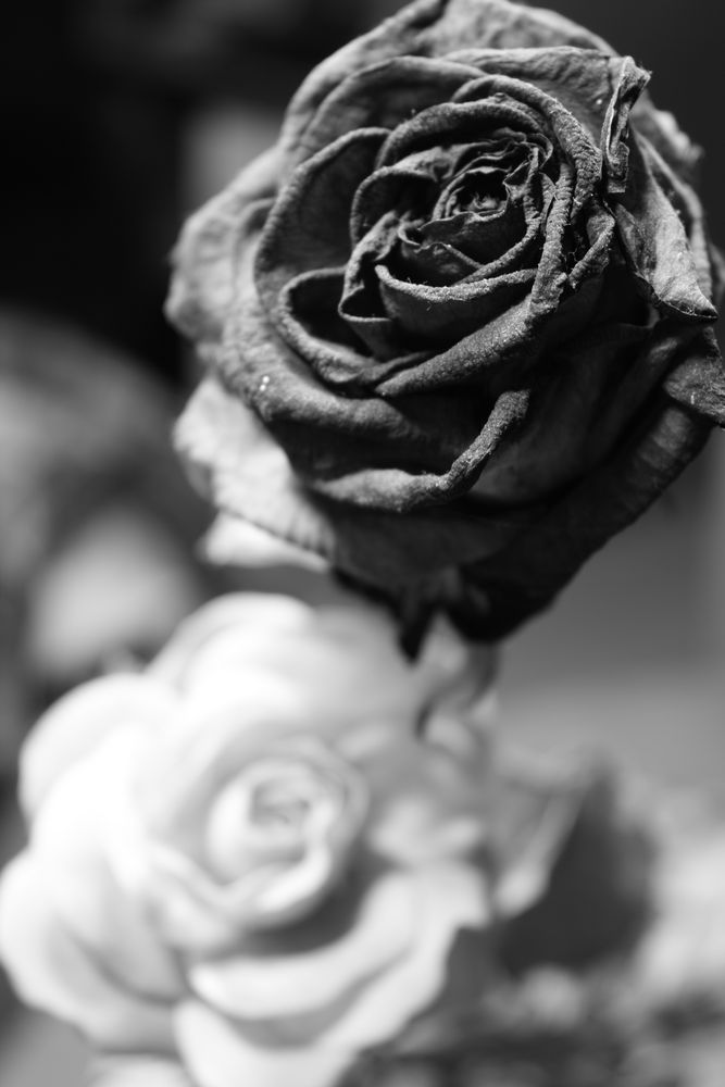 Rose in schwarz/weiß Foto & Bild | pflanzen, pilze & flechten, blüten ...