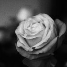 Rose in Schwarz/Weiß